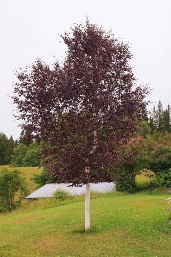 Береза повислая Пурпуреа | Береза повисла Пурпуреа | Betula pendula Purpurea